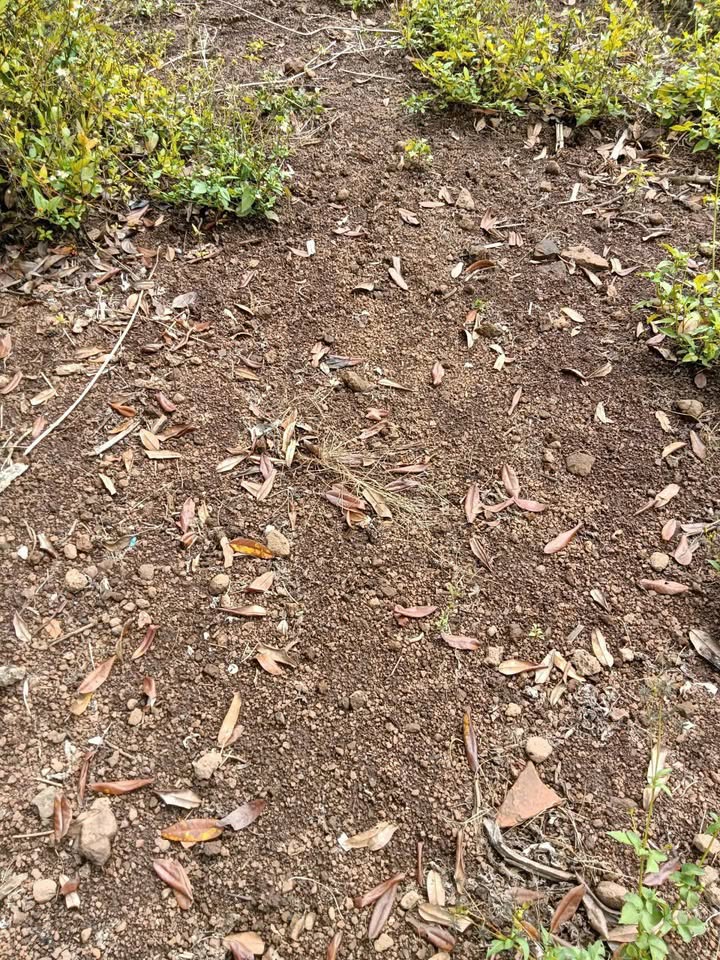 Bán Đất Vườn Đắk Wil Cư Jút 6 Sào 1.6 Tỷ - Nghỉ Dưỡng Lý Tưởng!