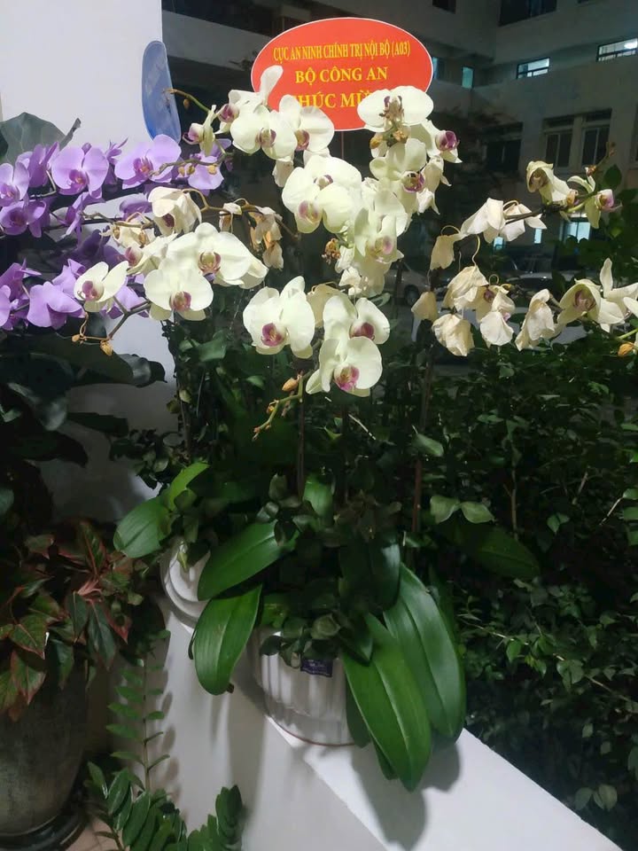 Đất nền Yên Phong 83m² - Sổ đỏ chính chủ, xây dựng tự do!