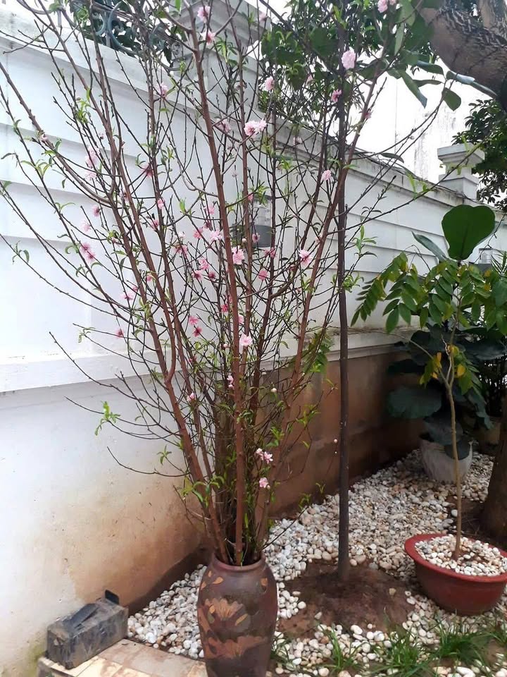 Biệt thự Ngõ 16 Hồng Tiến 122m² - Sẵn sàng ở ngay, sân vườn cực chill!