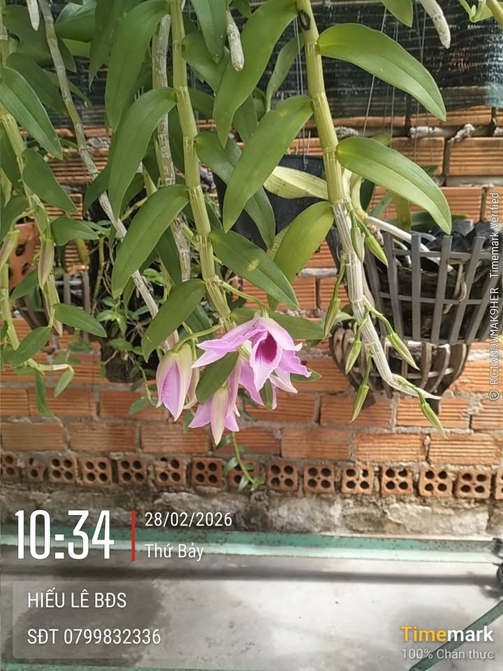 Đất nền Xã Long Phước, TP Bà Rịa 1106m² - Sổ đỏ chính chủ, đầu tư sinh lời!