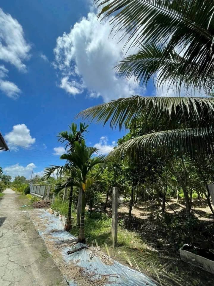 Đất nền Long Bình Cần Thơ 630m² 820 triệu - Sổ đỏ chính chủ