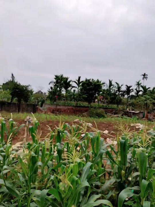 Đất nền Thanh Thủy 100m² view sông Đà - Sổ đỏ chính chủ!