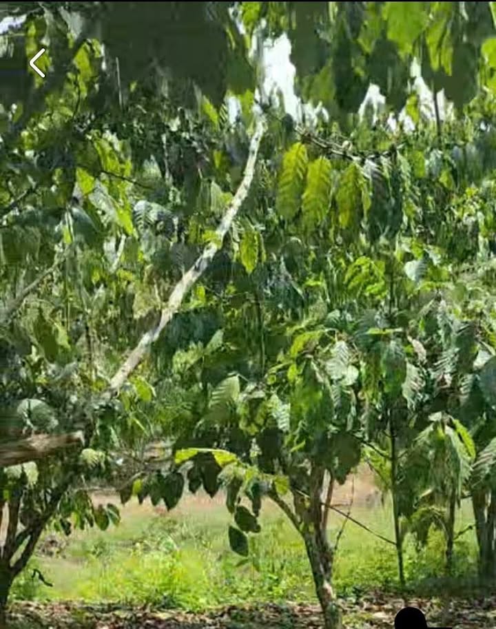 Bán 1.4ha Đất Vườn Bảo Lâm - Sổ Đỏ, Ô Tô Tới Vườn - Giá 450 Triệu/Sào