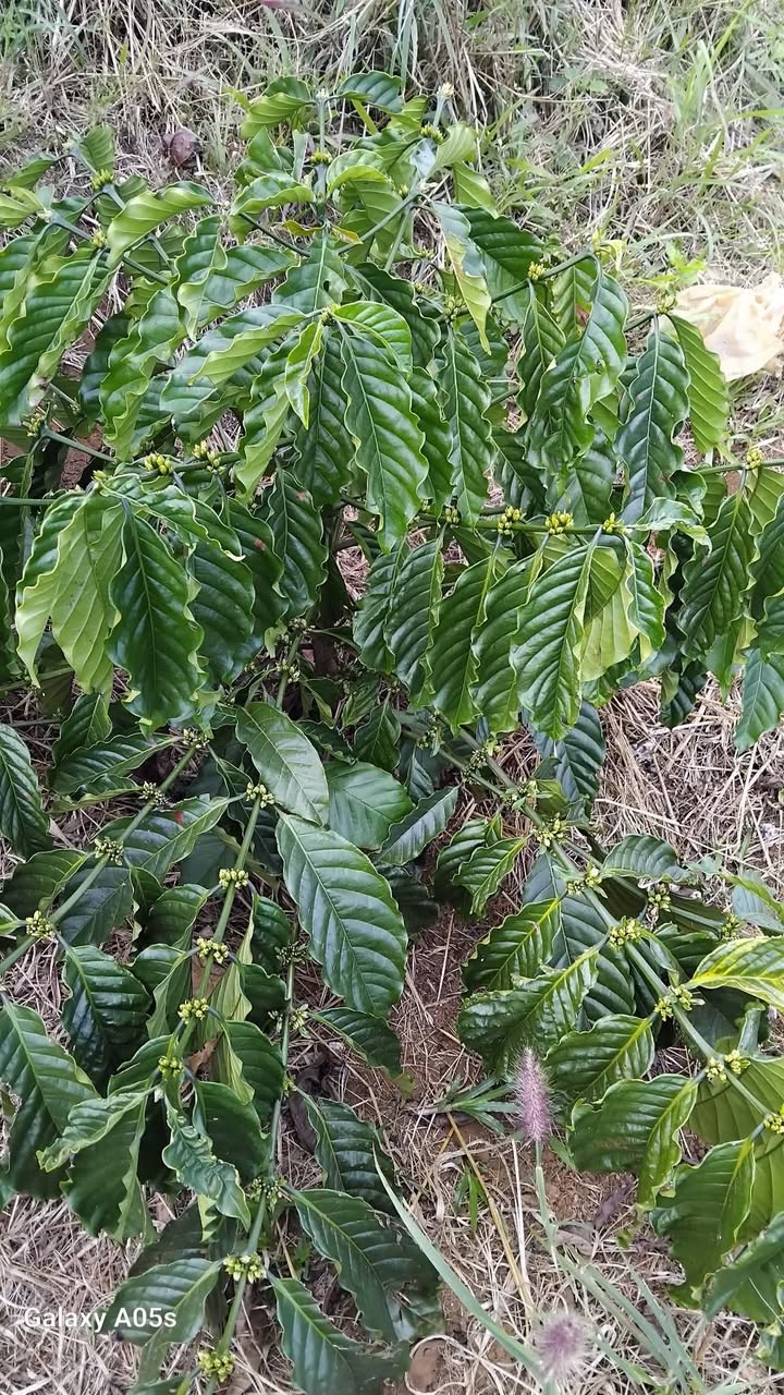 Đất Lộc Bảo 1.45 Tỷ - 1800m² Sổ Đỏ, Đường Ô Tô Tận Nơi