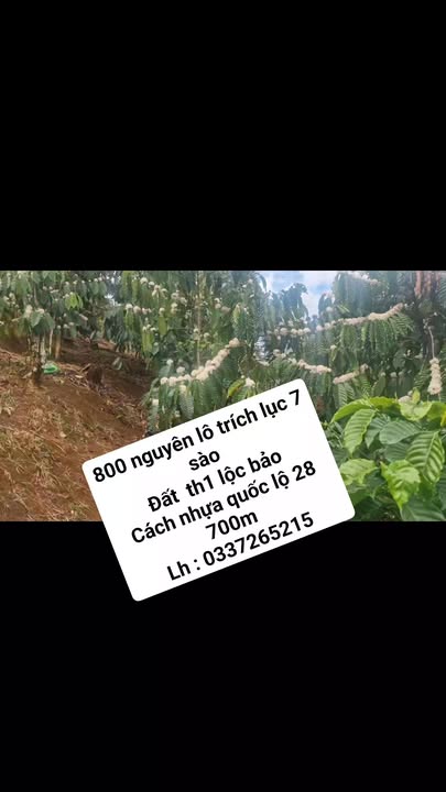 Đất nền Quốc lộ 28 Bảo Lâm 2520m² - Sổ đỏ chính chủ, giá 800 triệu