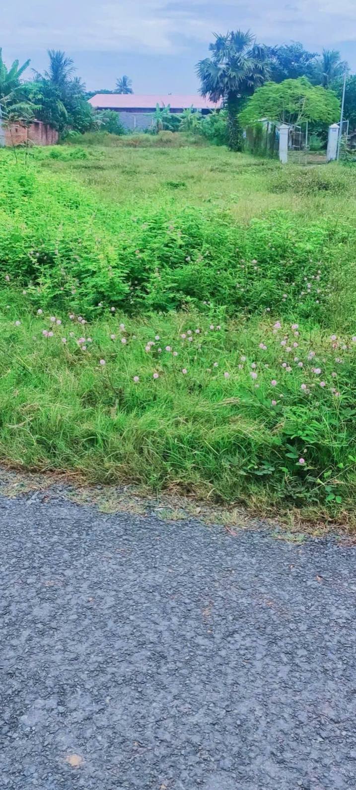 Đất nền Phú Tức Sóc Trăng 1800m² - Tiềm năng tăng giá vượt trội!