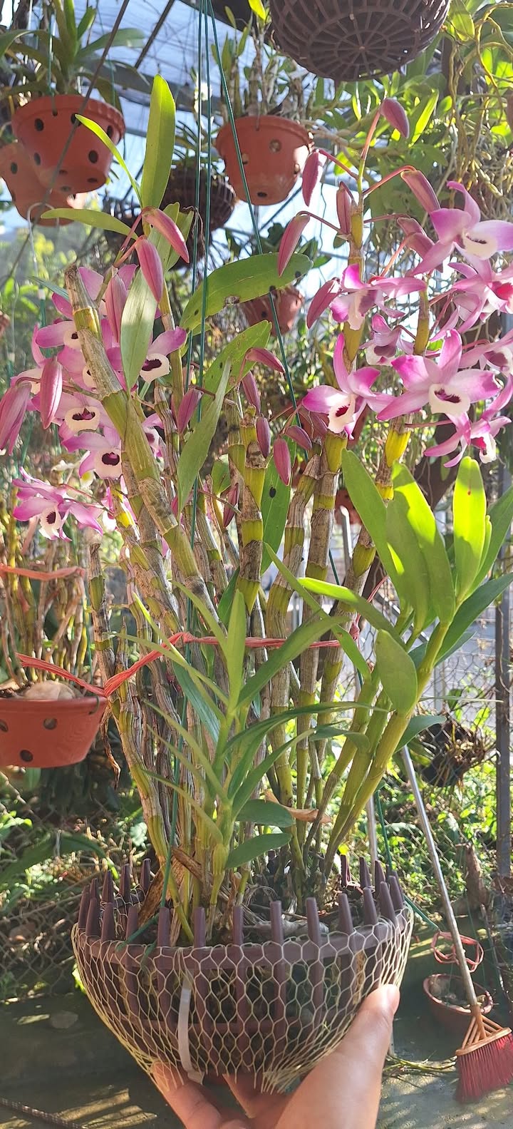 Đất nền Mộc Sơn, Mộc Châu 480m² - Pháp lý rõ ràng, công chứng ngay