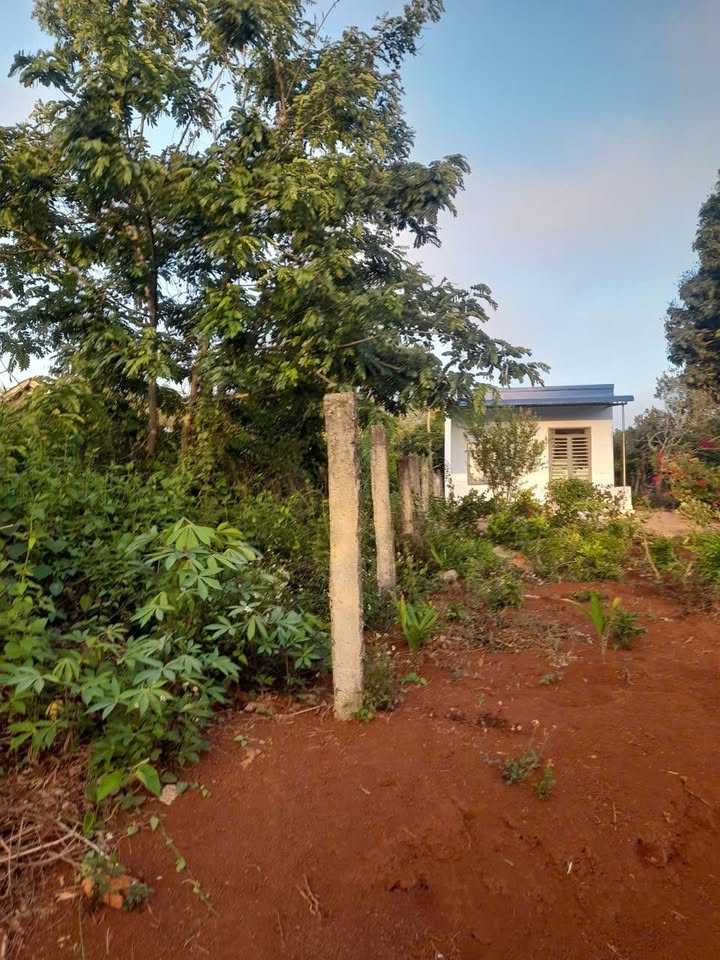 Bán Đất Vị Trí Đẹp 252m² Phường Thiện An, Buôn Hồ - Sổ Đỏ Rõ Ràng