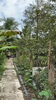 Bán vườn sầu riêng Ri6 Cai Lậy 6600m² giá 4.29 tỷ - Đầu tư sinh lời ngay!