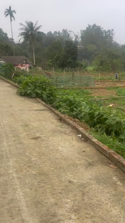 Đất Hà Lộc Phú Thọ 125m² 700-799 triệu sổ đỏ chính chủ