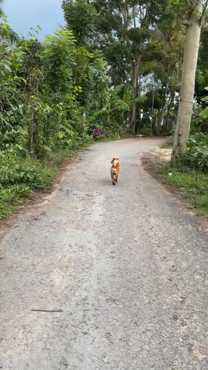 Đất vườn Lấp Vò Đồng Tháp 339m² giá 950 triệu - Nghỉ dưỡng lý tưởng!