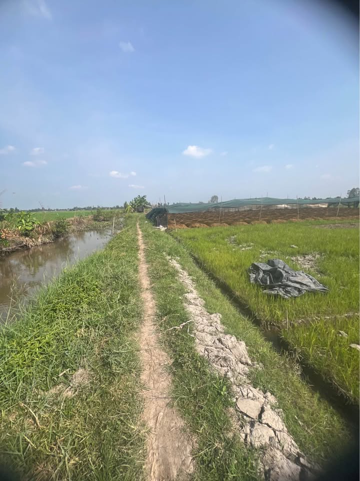 Bán Gấp Đất Nền Long Thắng, Đồng Tháp - 840m² Giá 220 Triệu