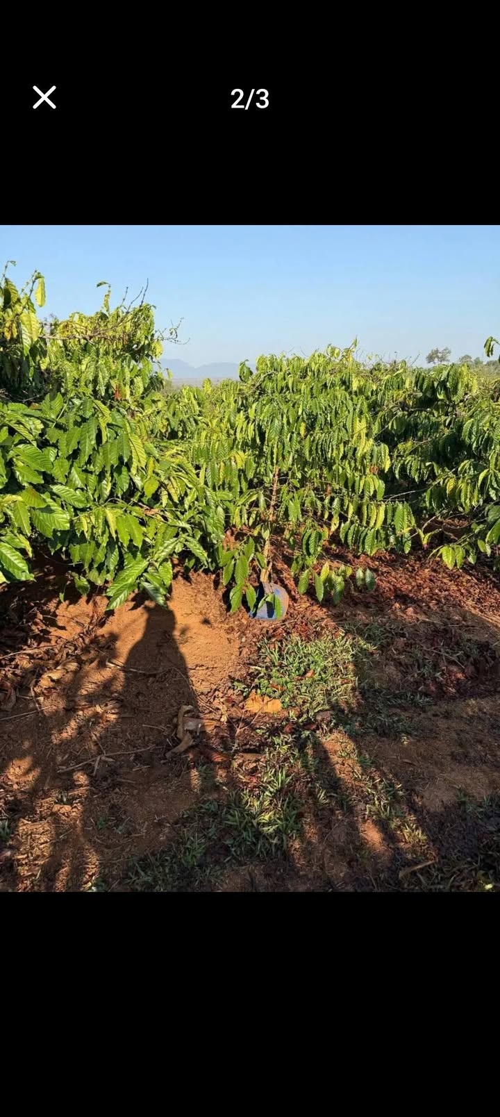 Đất vườn Hòa Phú, Buôn Ma Thuột 2736m² - Sổ đỏ chính chủ