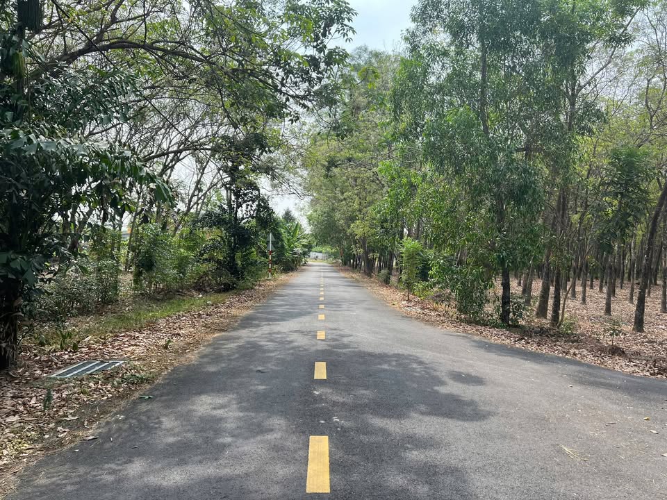 Đất nền Chánh Phú Hòa Bến Cát 280m² - Tiềm năng tăng giá vượt trội!