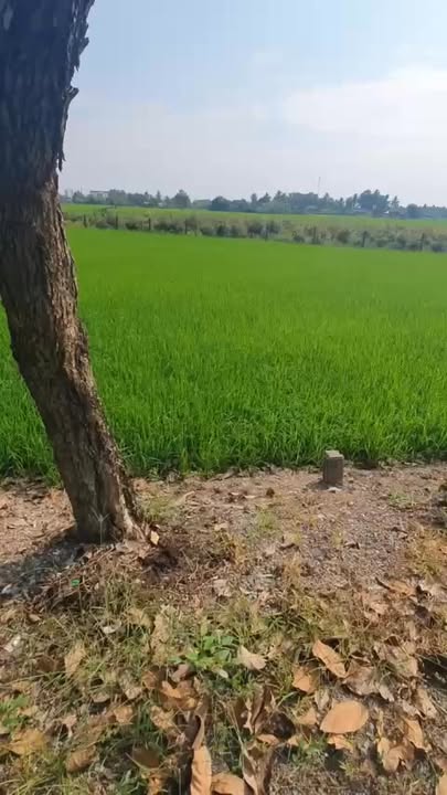 Đất nền Tân Trụ Long An 200m² giá 1.5 tỷ - Tiềm năng tăng giá!