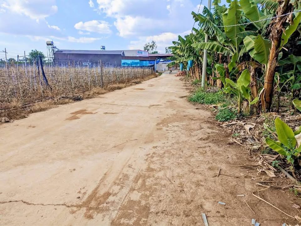 Đất nền Phú Hội Đức Trọng 165m² 790 triệu - Giá F0 CĐT