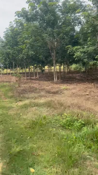 Đất nền Tân Phước, Đồng Phú 2.2ha - Sổ đỏ chính chủ, đường to ô tô!