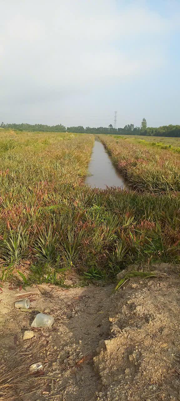 Đất vườn Tân Phước, Tân Hồng 16000m² - Nghỉ dưỡng lý tưởng!