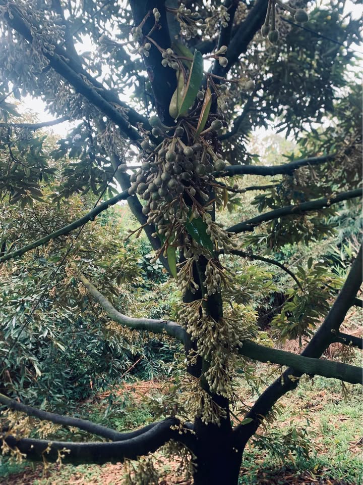 Đất Vườn Đạ Huoai, Lâm Đồng 1.1ha 2.1 tỷ - Sinh Thái Xanh!