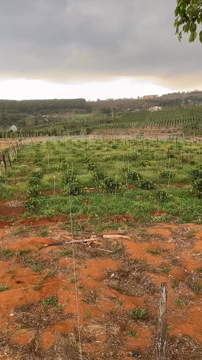 Đất Nền Đức Cơ, Gia Lai 11000m² giá 1.35 tỷ - Sổ Đỏ Chính Chủ