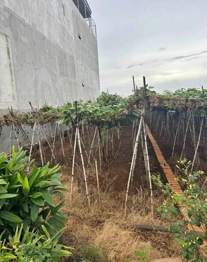 Đất nền Liên Nghĩa, Đức Trọng 130m² - Sổ đỏ thổ cư, giá 1.18 tỷ