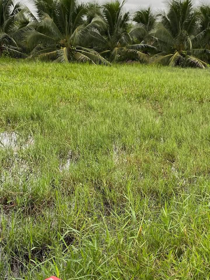 Đất nền An Hòa Tây Ba Tri 1300m² - Sổ hồng chính chủ!