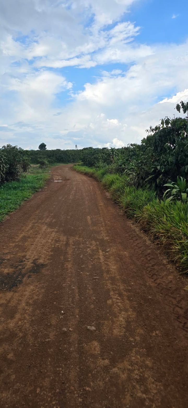 Bán Gấp Farm 15.000m² Lộc Tân, Bảo Lâm - Sổ Đỏ, Ô Tô Tận Nơi, View Suối