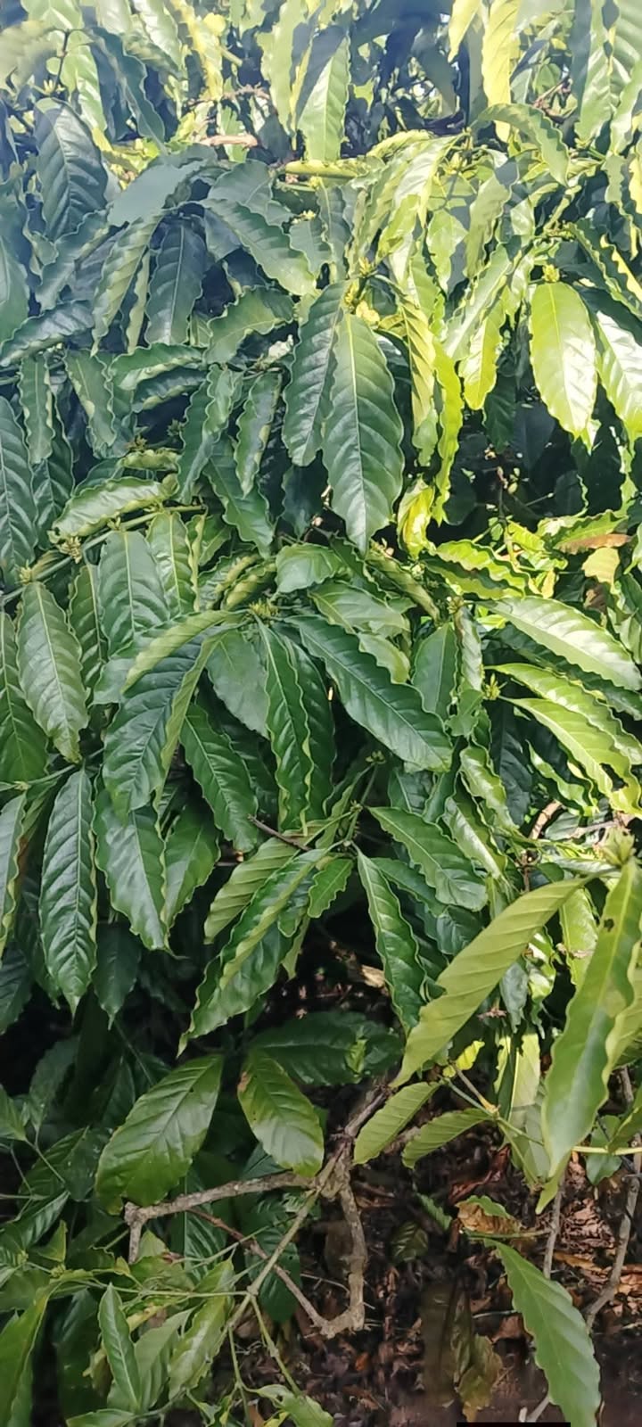 Bán Gấp Farm 2ha Ea Tân, Đắk Lắk - Nguồn Thu Ổn Định, Sẵn Sàng Đầu Tư