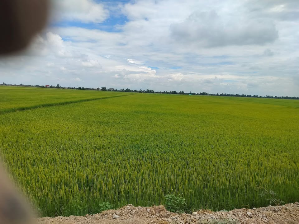 Đất Ruộng 5200m² Xã Vĩnh Châu, Đồng Tháp – Sổ Đỏ Chính Chủ