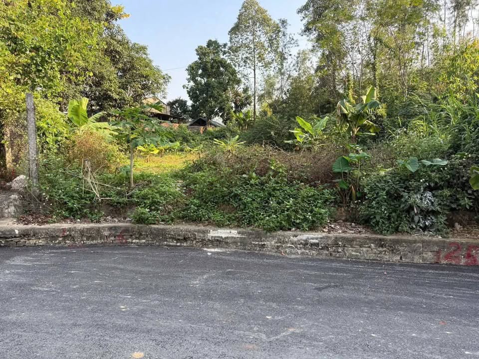 Đất nền Vĩnh Phúc 428m² - Sổ đỏ thổ cư, giá F0 Tam Dương