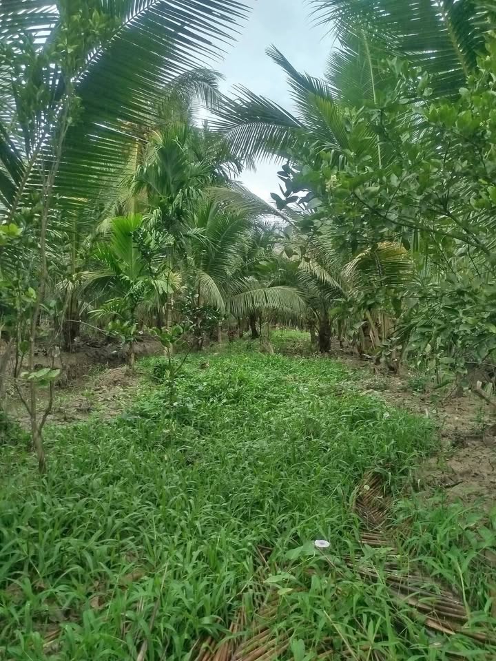 Đất vườn Long Mỹ, Giồng Trôm 1.303,2m² - Sinh thái xanh, nghỉ dưỡng lý tưởng!