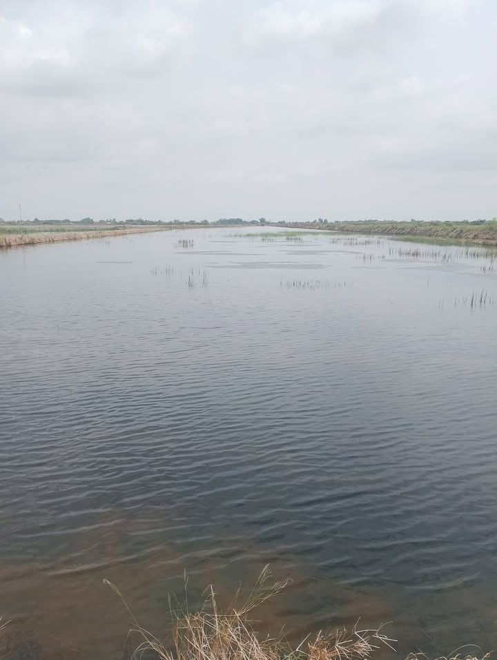 Bán Gấp 20.000m² Đất Lúa Vuông Tôm Huyện U Minh Thượng, Kiên Giang - Giá Đầu Tư 23.1 Tỷ