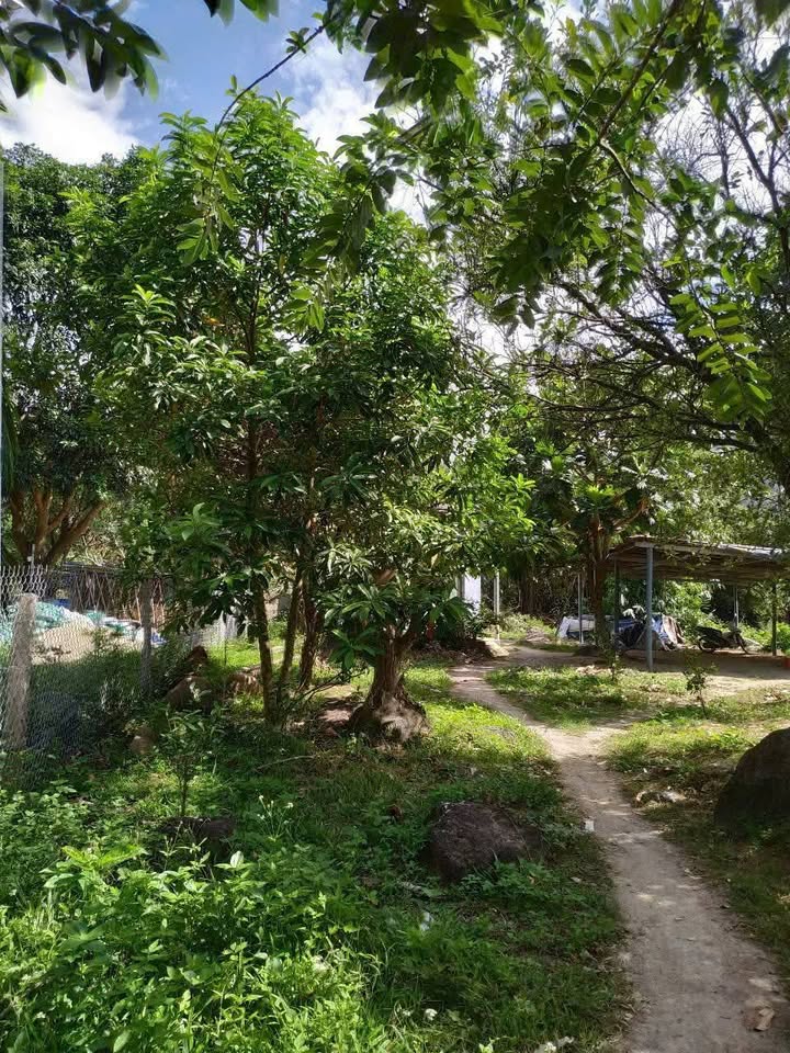 Đất vườn 500m² Vạn Ninh, Khánh Hòa - Sinh thái xanh, nghỉ dưỡng lý tưởng!
