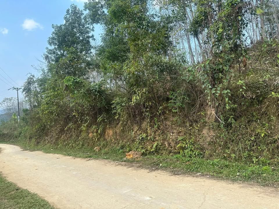 Bán Gấp Trang Trại 15ha Trồng Bồ Đề, Quế Tại Nghĩa Lộ, Yên Bái - Giá Tốt