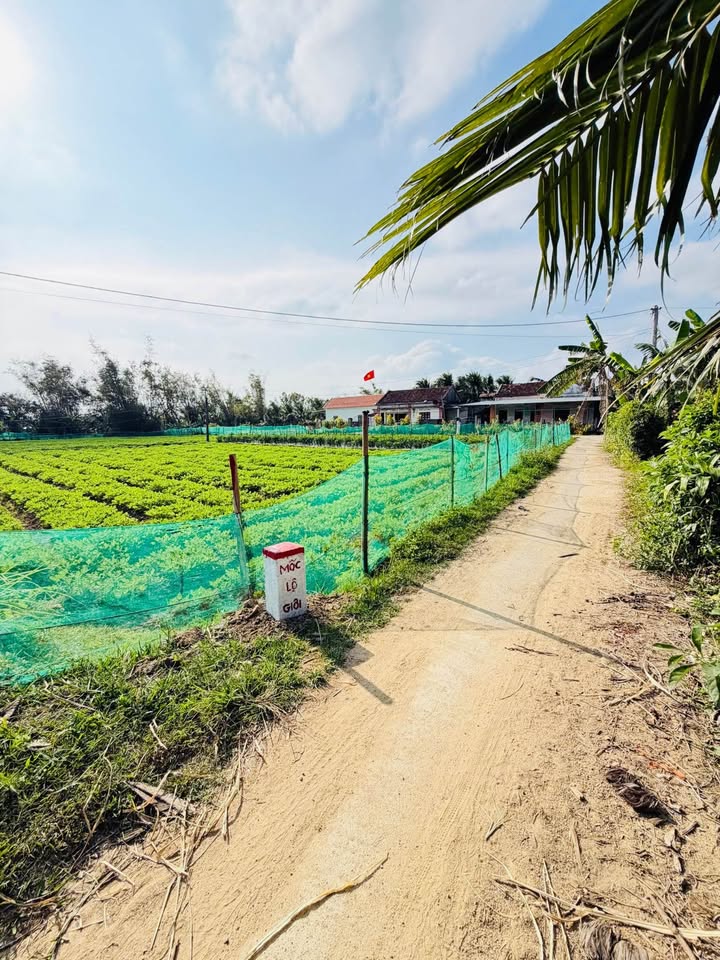 Đất Nền Tân Xuân, Phù Cát 120m² - Sổ Thổ Cư, Đường Ô Tô - Giá F0 Chỉ 2xx Triệu