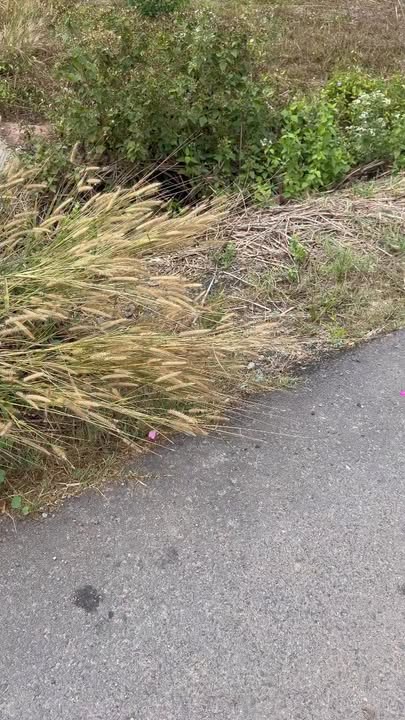 Bán Đất 380m² Cẩm Giang, Gò Dầu, Tây Ninh - Sổ Hồng 800 Triệu