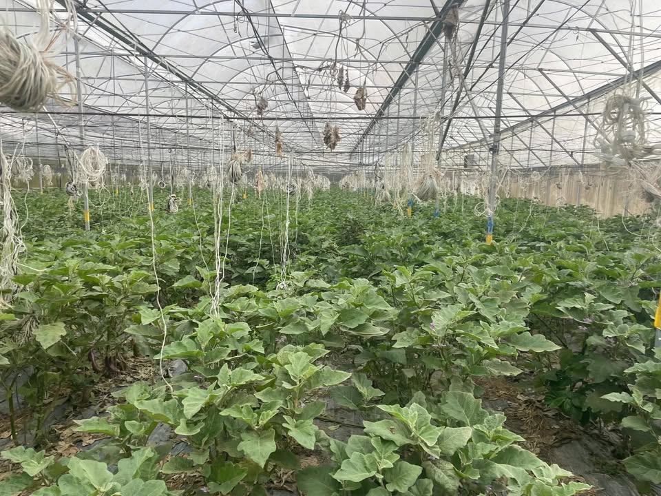 Cho thuê nhà kính 612m² Đạ K' Nàng, Đam Rông - Hoạt động ngay!