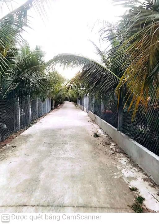 Bán Gấp Đất Vườn Dừa 1938m² Tại Châu Thành, Bến Tre - Giá Đầu Tư 2.2 Tỷ