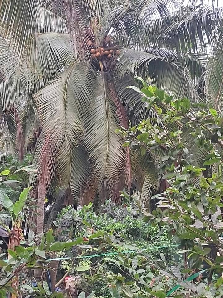 Bán đất vườn 3000m² Lương Hòa, Bến Tre - Giá 810 triệu, Sẵn Thu Hoạch Dừa