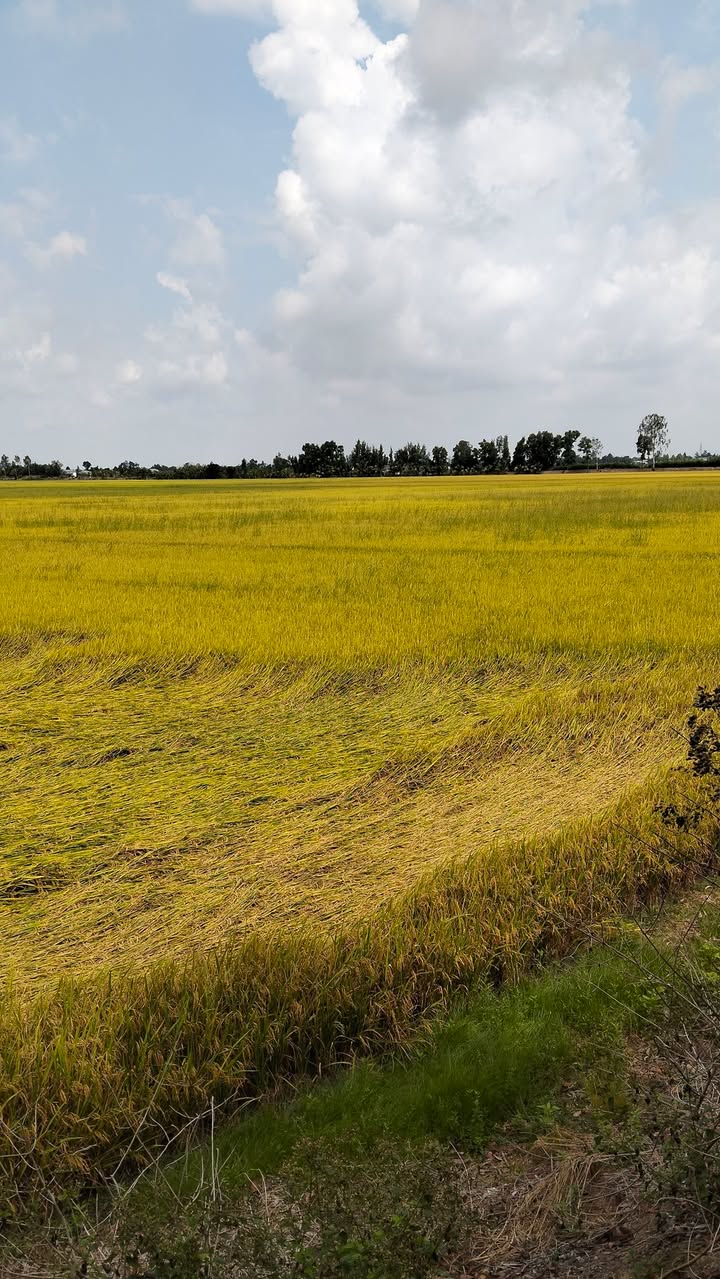Bán 30.000m² đất lúa Vĩnh Phú, Giang Thành - Đầu tư dài hạn