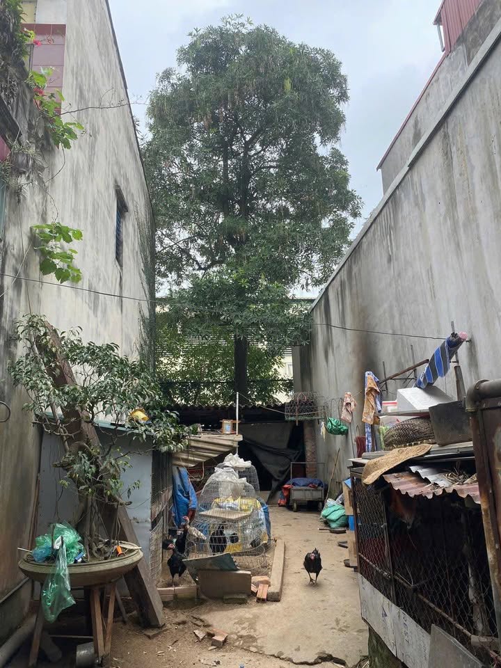 Đất Ngọc Lâm Long Biên 67m² - Giá Cực Nét! Sổ Đỏ Chính Chủ