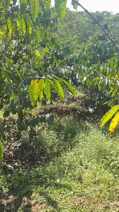 Bán Gấp Đất Vườn 5 Sào Tân Lâm, Di Linh - Giá Chỉ 750 Triệu