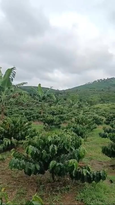 Bán Gấp Đất Vườn Lộc Đức, Bảo Lâm 9600m² - Giá Tốt 4.15 Tỷ