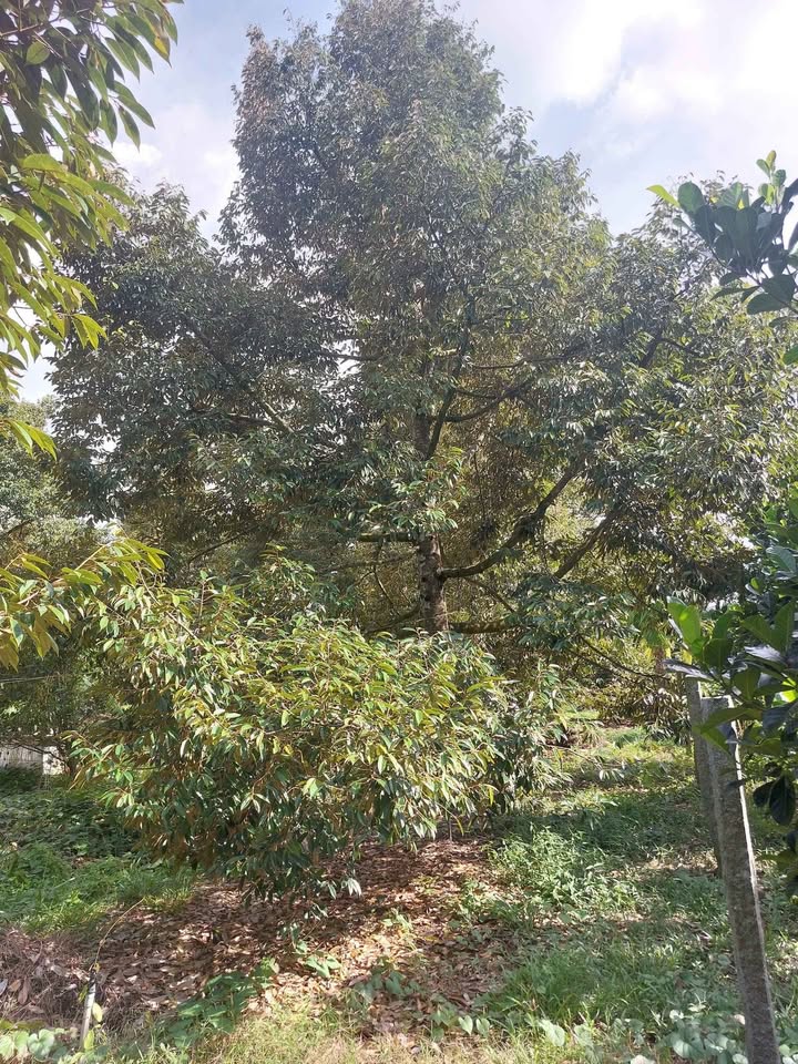 Bán Gấp Vườn Sầu Ri6 7000m² Chợ Lách - Kinh Doanh Lời Ngay