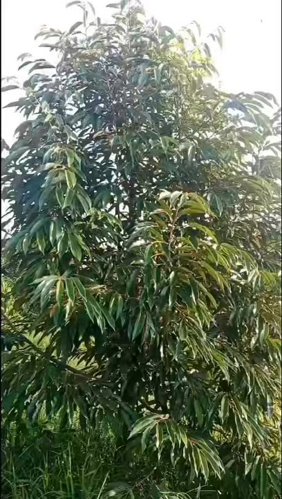 Đất Vườn Hậu Mỹ Trinh 1.8 tỷ - Cơ hội đầu tư dài hạn!