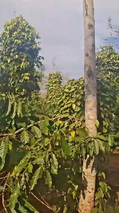 Đất Nền Bình Tân Buôn Hồ 3600m² - Tiềm Năng Tăng Giá Vượt Trội!