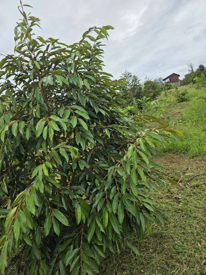 Bán Gấp Farm Sầu Riêng 4400m² Đắk Lắk - Có Nhà Ở & Cây Ăn Trái