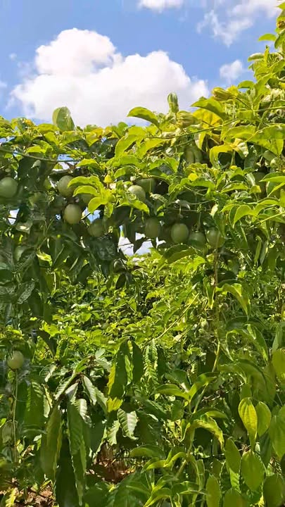 Farm 1.8ha Đắk Lắk - 1000 Trụ Tiêu, Sầu Riêng, Cà Phê Kinh Doanh - 3.6 Tỷ