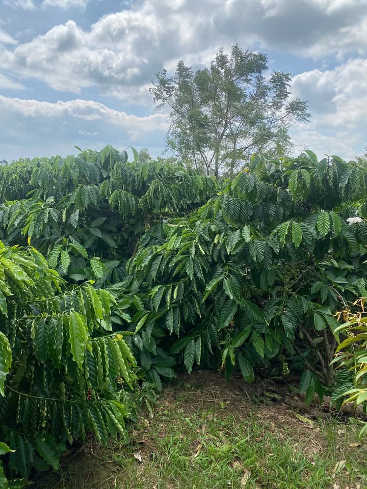 Đất vườn Tam Giang, Krông Năng 1800m² - Sổ đỏ chính chủ!