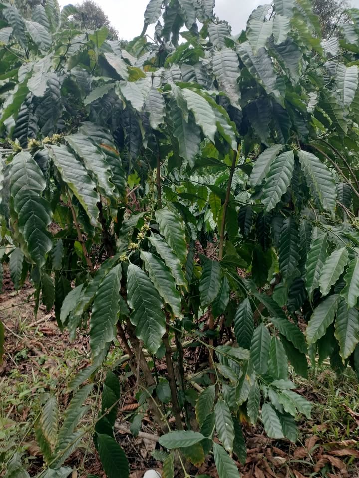 Đất nền Huyện Đam Rông, Lâm Đồng 1ha - Tiềm năng tăng giá!